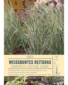 Sortenschild, Calamagrostis x acutiflora 'Overdam'