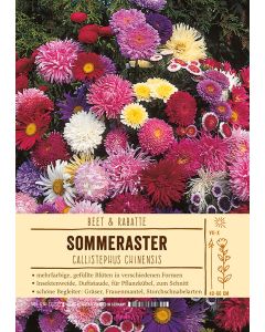 Sortenschild, Callistephus chinensis