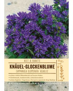 Sortenschild, Campanula glomerata 'Acaulis'