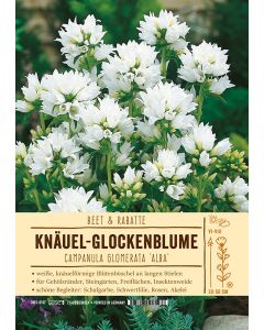 Sortenschild, Campanula glomerata 'Alba'