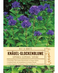 Sortenschild, Campanula glomerata 'Superba'