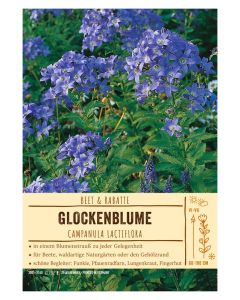 Sortenschild, Campanula lactiflora