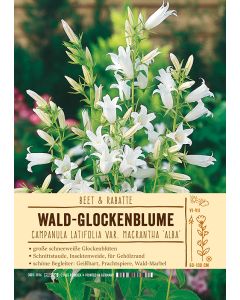 Sortenschild, Campanula latifolia var. mac. 'Alba'