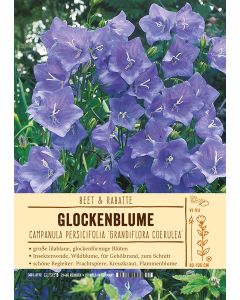 Sortenschild, Campanula persicifolia 'Grandiflora Coerulea'