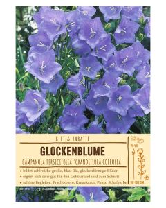 Sortenschild, Campanula persicifolia 'Grandiflora Coerulea'