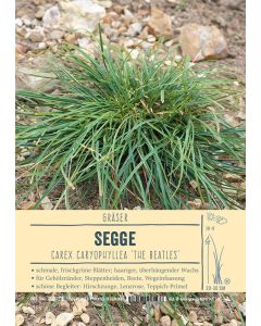 Sortenschild Carex caryophyllea 'The Beatles'