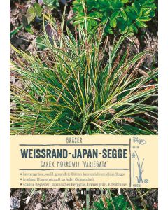 Sortenschild, Carex morrowii 'Variegata'