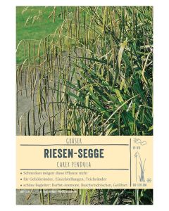 Sortenschild, Carex pendula