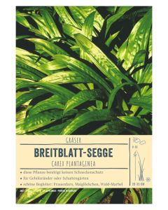 Sortenschild, Carex plantaginea