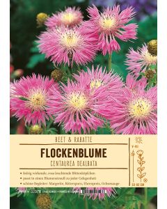 Sortenschild, Centaurea dealbata