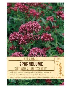 Sortenschild, Centranthus ruber 'Coccineus'