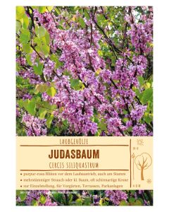 Sortenschild, Cercis siliquastrum