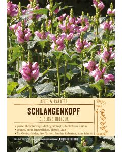 Sortenschild, Chelone obliqua