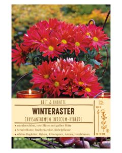 Sortenschild, Chrysanthemum Indicum