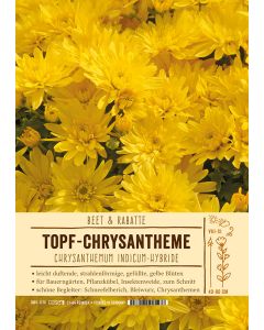 Sortenschild, Chrysanthemum