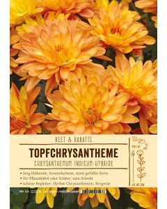 Sortenschild, Chrysanthemum