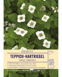 Sortenschild, Cornus canadensis