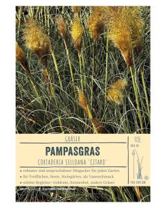 Sortenschild, Cortaderia selloana 'Citaro'