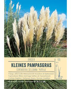 Sortenschild, Cortaderia selloana 'Pumila'
