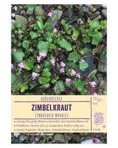 Sortenschild, Cymbalaria muralis