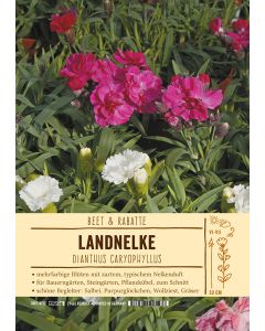 Sortenschild, Dianthus caryophyllus