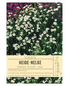 Sortenschild, Dianthus deltoides 'Alba'