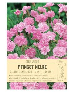Sortenschild, Dianthus gratianopolitanus 'Pink Jewel'