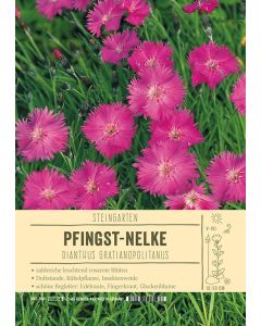 Sortenschild, Dianthus gratianopolitanus