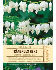 Sortenschild, Dicentra spectabilis 'Alba'