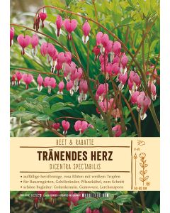 Sortenschild, Dicentra spectabilis