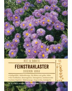 Sortenschild, Erigeron Hybride 'Adria'