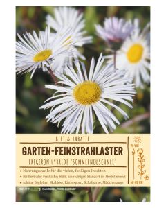 Sortenschild, Erigeron Hybride 'Sommerneuschnee'
