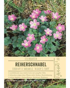Sortenschild, Erodium x variabile 'Bishop's Form'