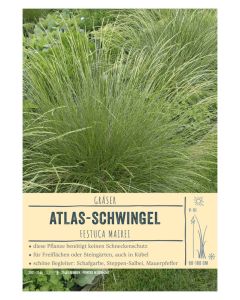 Sortenschild, Festuca mairei