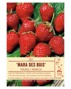Sortenschild, Fragaria x ananassa 'Mara des Bois'