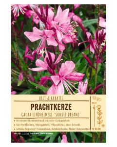 Sortenschild, Gaura lindheimeri 'Sunset Dreams'
