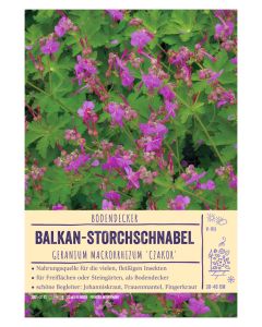 Sortenschild, Geranium macrorrhizum 'Czakor'