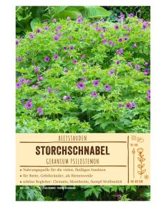 Sortenschild, Geranium psilostemon