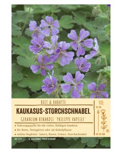 Sortenschild, Geranium renardii 'Philippe Vapelle'