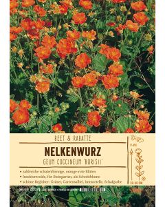 Sortenschild, Geum coccineum 'Borisii'