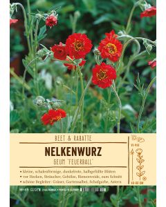Sortenschild, Geum Hybride 'Feuerball'