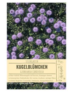 Sortenschild, Globularia cordifolia