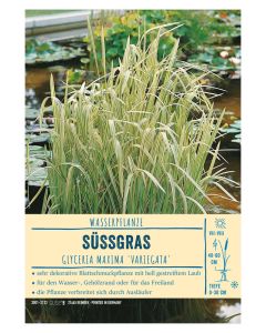 Sortenschild, Glyceria maxima 'Variegata'