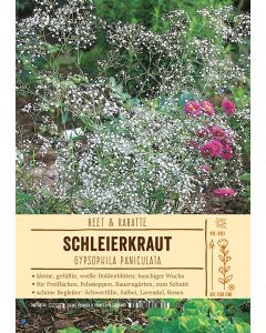 Sortenschild, Gypsophila paniculata
