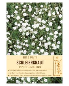 Sortenschild, Gypsophila paniculata