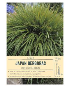 Sortenschild, Hakonechloa macra