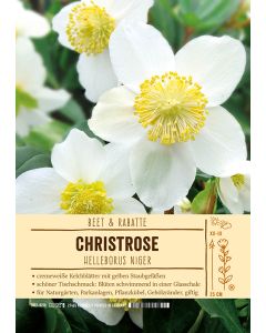 Sortenschild, Helleborus niger