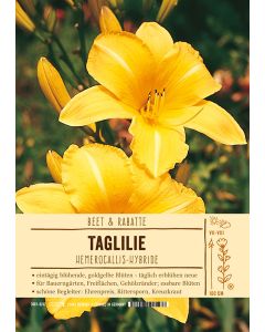 Sortenschild, Hemerocallis Hybride