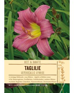 Sortenschild, Hemerocallis Hybride