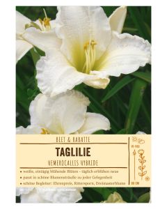 Sortenschild, Hemerocallis Hybride